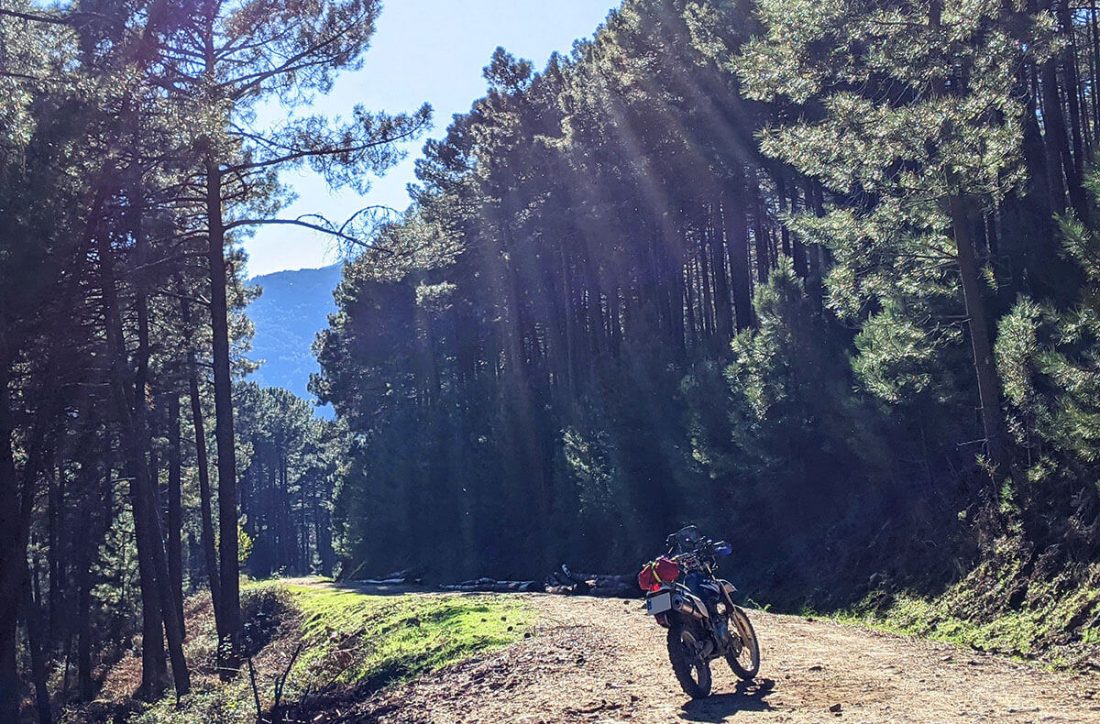 Una Yamaha TTR en una pista solitaria entre pinares